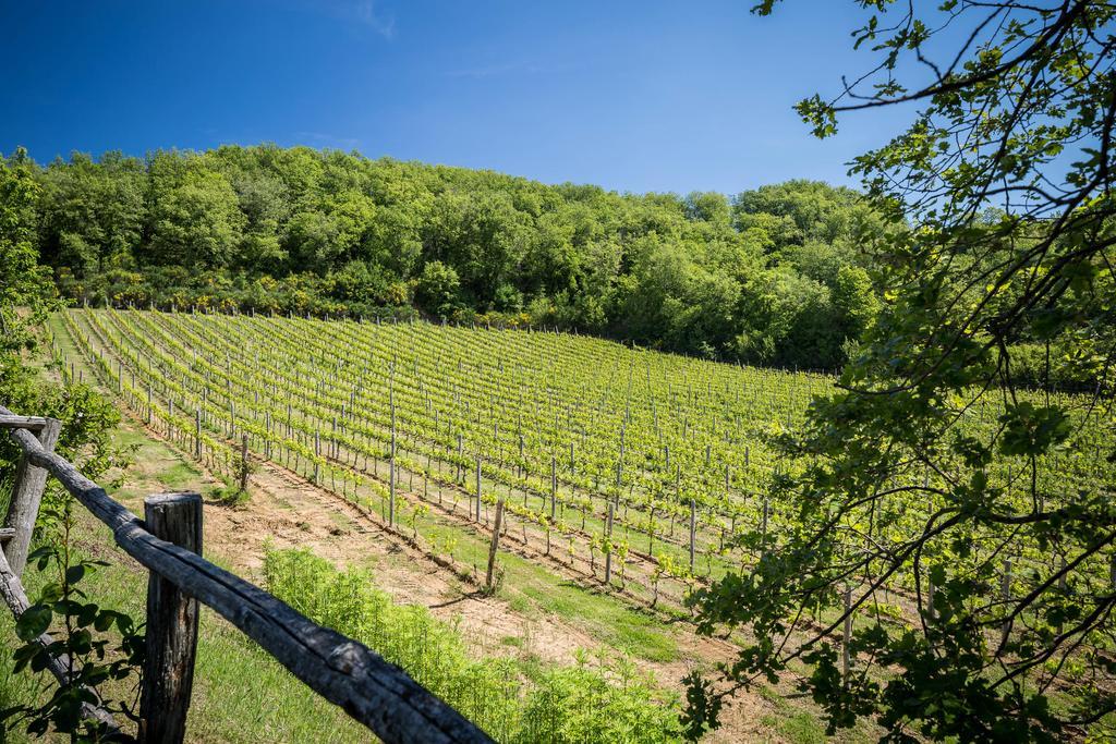 Le Cetinelle Pensionat Greve in Chianti Eksteriør billede